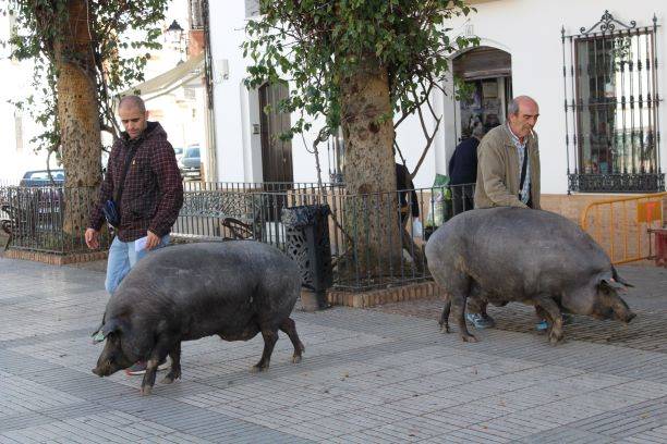 El Ayuntamiento inicia los trámites administrativos para la tradicional rifa de los 5 cerdos por San Antonio Abad