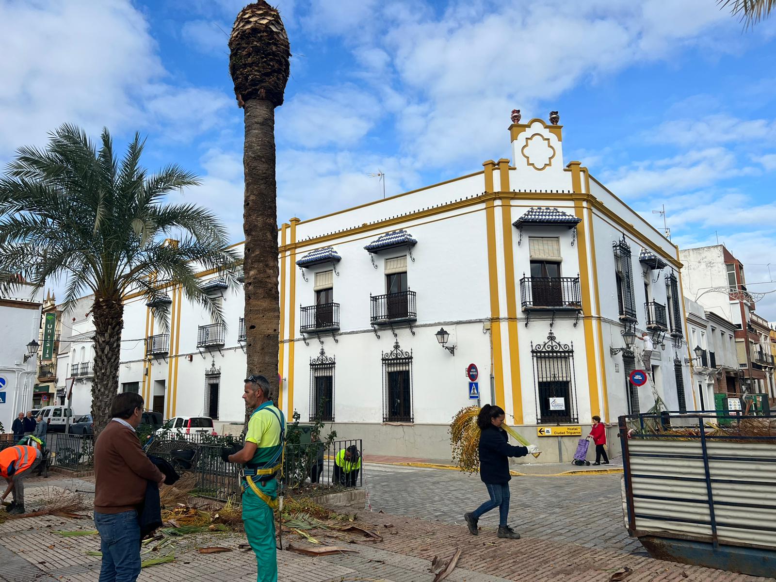 El Ayuntamiento de Trigueros sigue actuando contra el picudo rojo en las palmeras de la Plaza del Carmen  antes del inicio de las obras en la zona